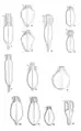 Die Formen einiger früh- und mittelkaiserzeitlichen (7 spätrömisch) Amphoren: 1)&nbsp;Dressel&nbsp;1, 2)&nbsp;Gauloise&nbsp;4, 3)&nbsp;Gauloise&nbsp;5, 4)&nbsp;Camulodunum 184, 5)&nbsp;Crétoise&nbsp;1, 6)&nbsp;Dressel&nbsp;43, 7)&nbsp;Keay&nbsp;25, 8)&nbsp;Dressel&nbsp;6, 9)&nbsp;Dressel&nbsp;20, 10)&nbsp;Dressel&nbsp;10 similis&nbsp;/ Lyonnaise&nbsp;3, 11)&nbsp;Dressel&nbsp;9 similis&nbsp;/ Lyonnaise&nbsp;3, 12)&nbsp;Augst&nbsp;17&nbsp;/ Lyonnaise, 13)&nbsp;Schörgendorfer 558