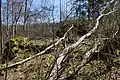 Verebnete Fläche auf dem Felssporn