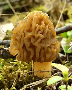Runzel-Verpel (Verpa bohemica)