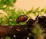 Schmale Windelschnecke