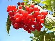 Gewöhnlicher Schneeball, Amerikanischer Schneeball (ähnlich aber schwarz-blau ist Viburnum prunifolium)