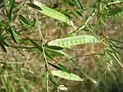 Unreife Hülsenfrucht von Vicia sativa subsp. nigra