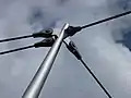 Spitze Pylon