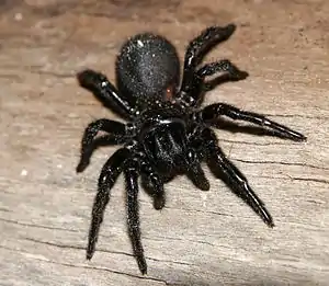 Weibchen von Hadronyche modesta