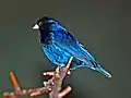 Rotfuß-Atlaswitwe (Vidua chalybeata)