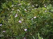 versch. Vigna-Wurzeln (nicht im Bild) (Vigna vexillata, Vigna lanceolata, Vigna marina, Vigna lobatifolia u.&nbsp;a.)