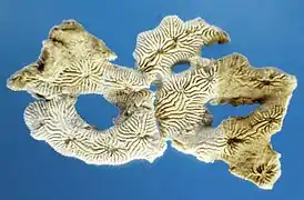 Viminohelia seminuda, Sl. Heinroth