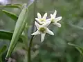 Staubblätter bilden auch bei der Schwalbenwurz eine Nebenkrone