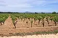Weinreben in Pinet