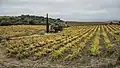 Weinreben in Cabrerolles