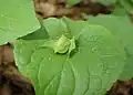 Kapselfrucht