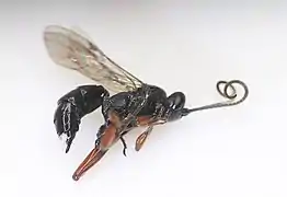 Virgichneumon digrammus ♀
