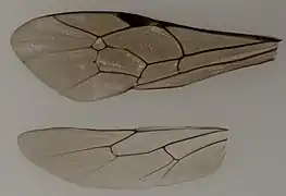 Flügel von Virgichneumon digrammus ♀