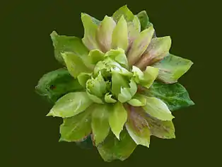 'Viridiflora'