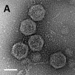 Negativ einer EM-Aufnahme gereinigter Sputnik-Virophagenpartikel. (Balken 500&nbsp;nm).