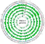 Genomkarte von PBCV-1.