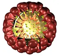 3D-Modell des Coronavirus