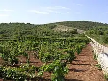 Weinberg auf Vis