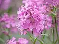 Gewöhnliche Pechnelke (Lychnis viscaria), Blüten
