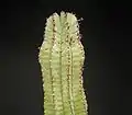 Euphorbia anoplia