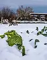 Weißkohl im Schnee