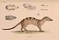 Lithographie Viverra Boiei von Aeschinus Saagmans Mulder (1804–1841) ein Synonym für den Bänderroller