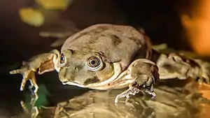 Titicaca-Riesenfrosch (Telmatobius culeus) im Zoo von Prag