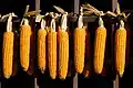 Maiskolben(Zea mays)