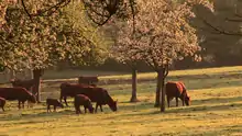 Kühe aus der Normandie