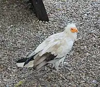 Schmutzgeier (Neophron percnopterus)