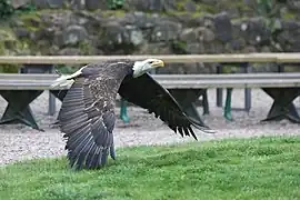 Weißkopfseeadler (Haliaeetus leucocephalus)