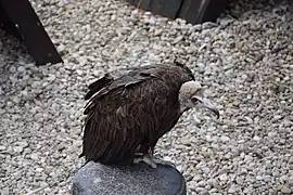 Kappengeier (Necrosyrtes monachus)