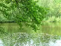 Naturnahe Teiche