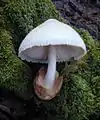 Wolliger ScheidlingVolvariella bombycina