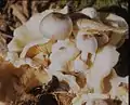 Parasitischer ScheidlingVolvariella surrecta