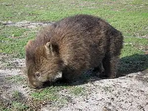 Wombat
