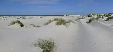 Kniepsand mit Primärdünen
