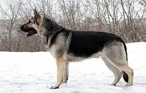 Osteuropäischer Schäferhund