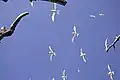 Feenseeschwalben (Gygis alba) über Vostok