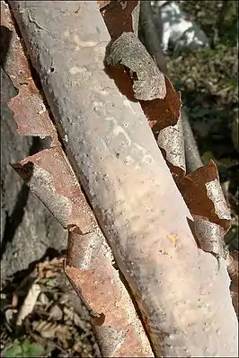 Gemeiner RindensprengerVuilleminia comedens