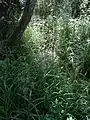 An der unteren Bauminsel in der Wiese