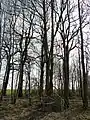 Baum, der in einem Betonring hochgewachsen ist