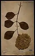 Hortensie