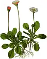 Illustration aus Wayside and woodland blossoms