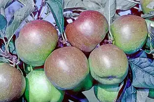 Wagenerapfel