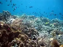 Nationalpark Wakatobi