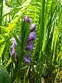 Wilde Orchideen im Waldgebiet Nordhastedt-Westerwohld (Geflecktes Knabenkraut (Dactylorhiza maculata), auch Flecken-Fingerwurz, aus der Familie der Orchideen (Orchidaceae))