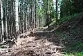 Waldbahntrasse