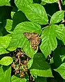 Waldbrettspiel (Pararge aegeria)
