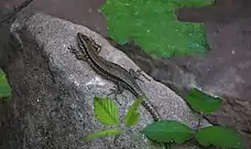 Mauereidechse (Podarcis muralis), Weibchen